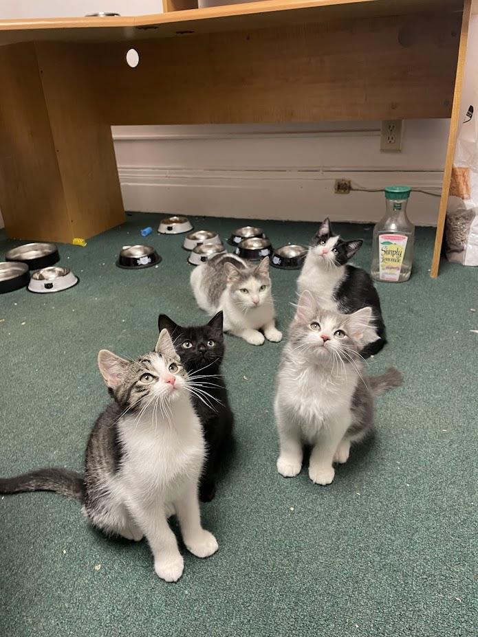 Macchiato, a Adoptable Domestic Short Hair in Penfield, NY image 6/6