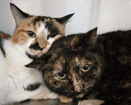 Aurora Borealis, Adoptable, Adult Female Domestic Short Hair.