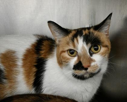 Aurora Borealis, a Adoptable Domestic Short Hair in West Seneca, NY image 2/2
