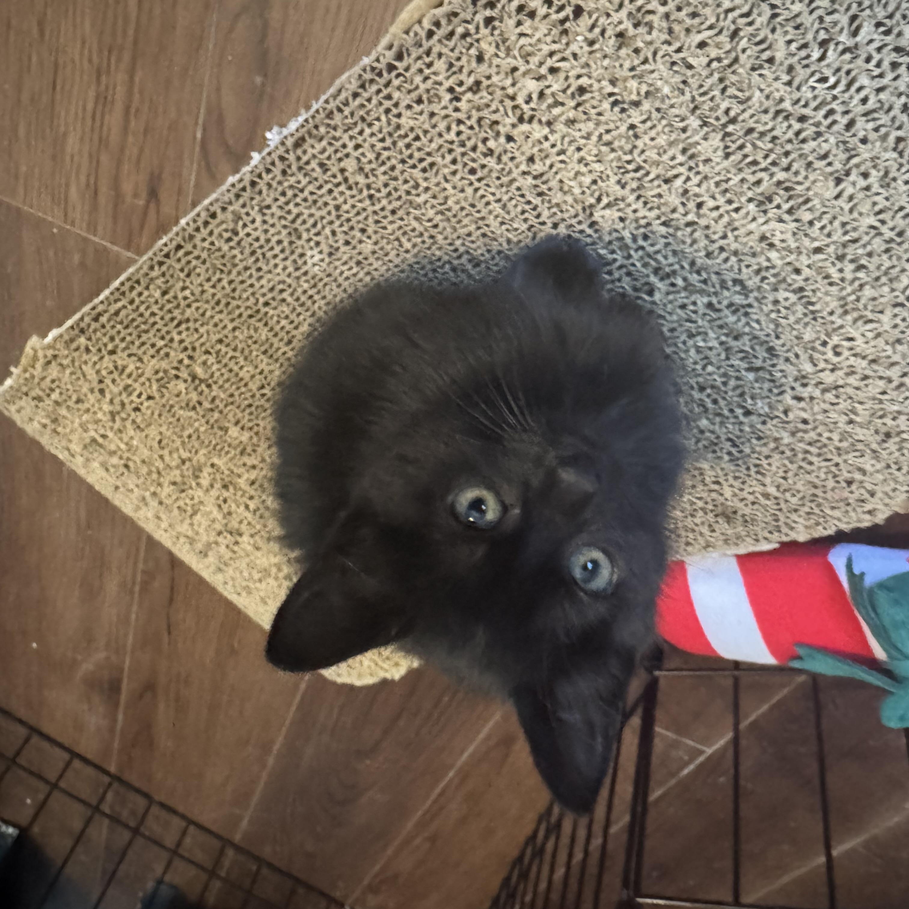 Enlarge Sabrina, a Adoptable Domestic Short Hair in Mississippi State, MS image 6/6