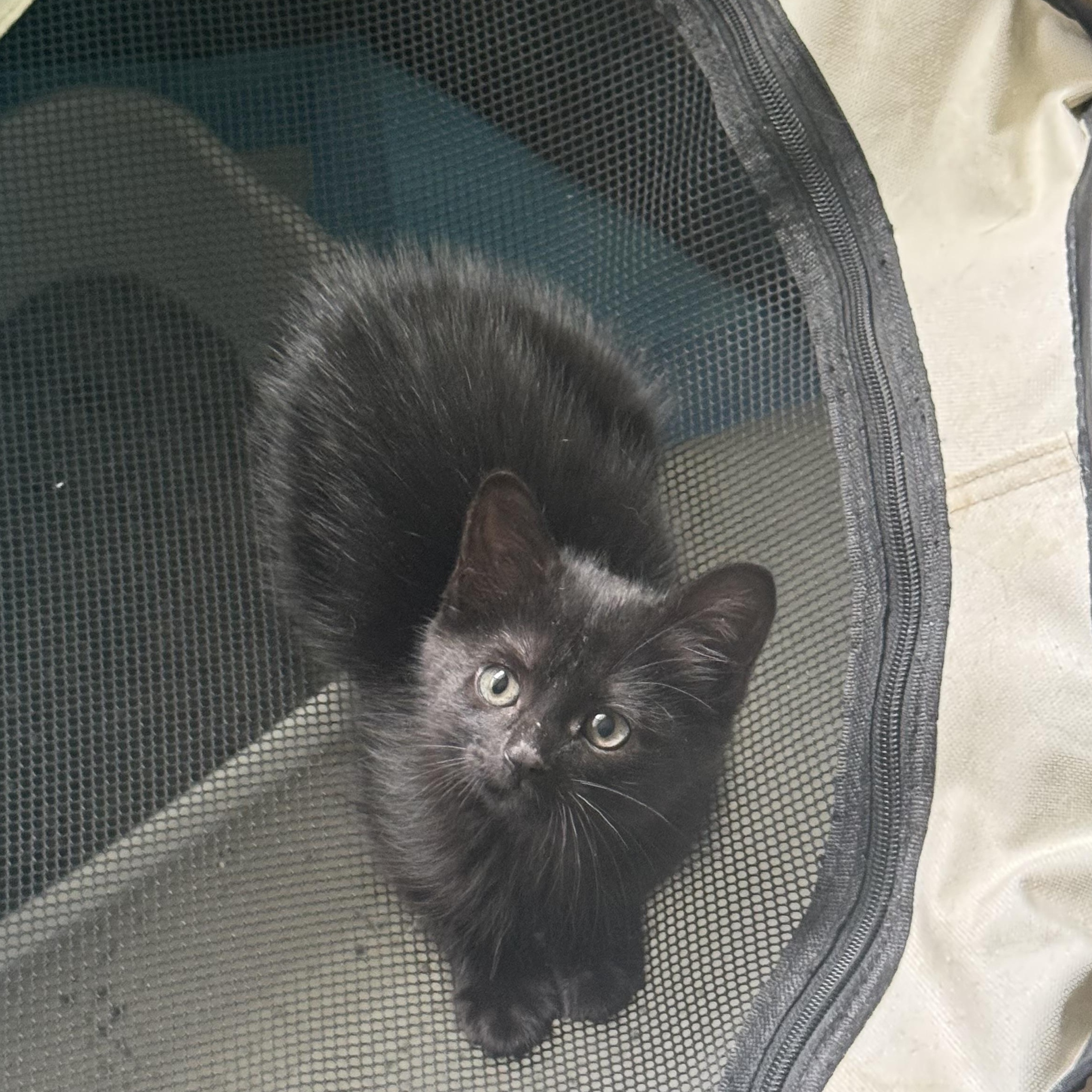 Sabrina, Adoptable, Kitten Female Domestic Short Hair.