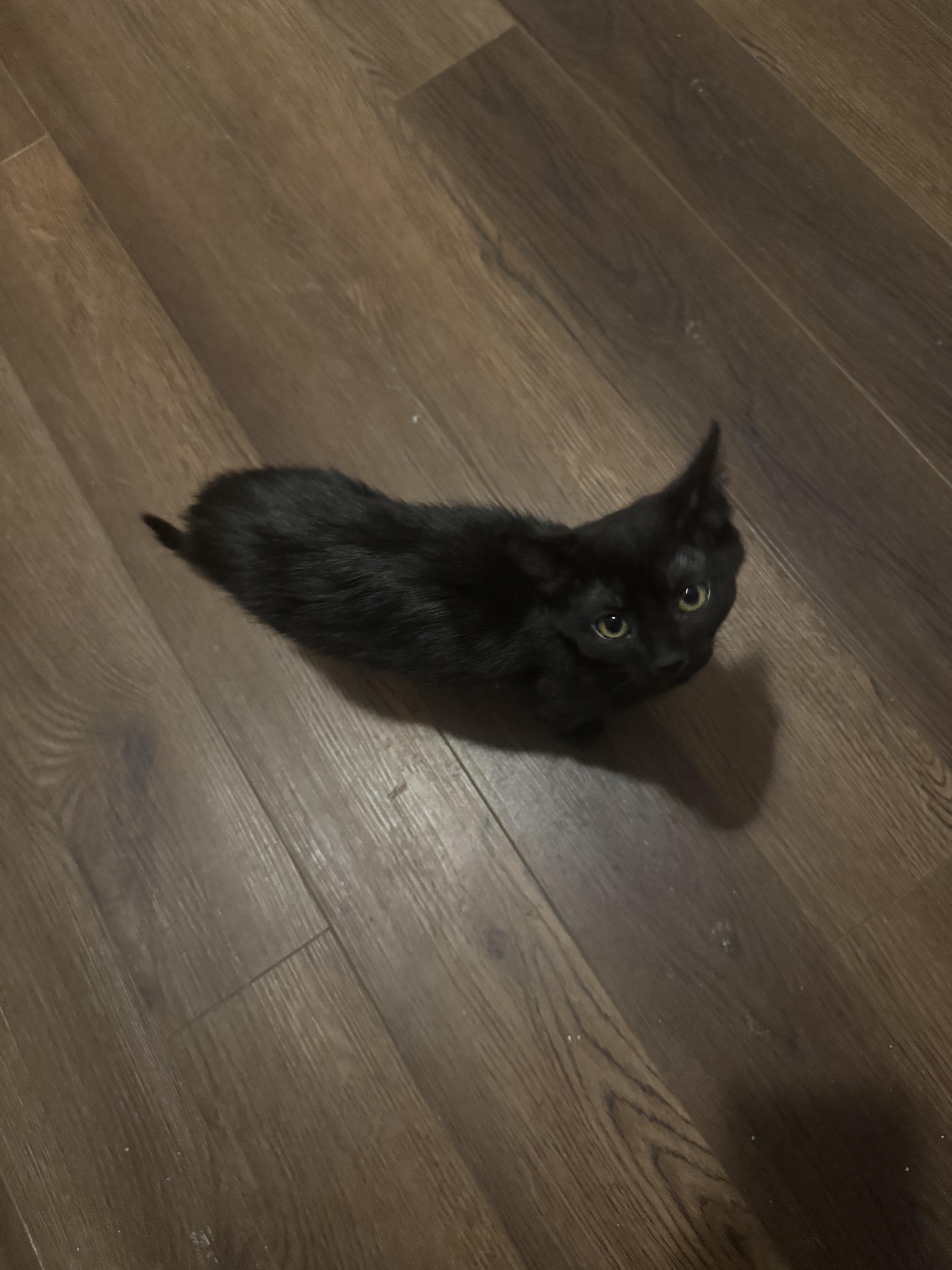 Enlarge Sabrina, a Adoptable Domestic Short Hair in Mississippi State, MS image 4/6