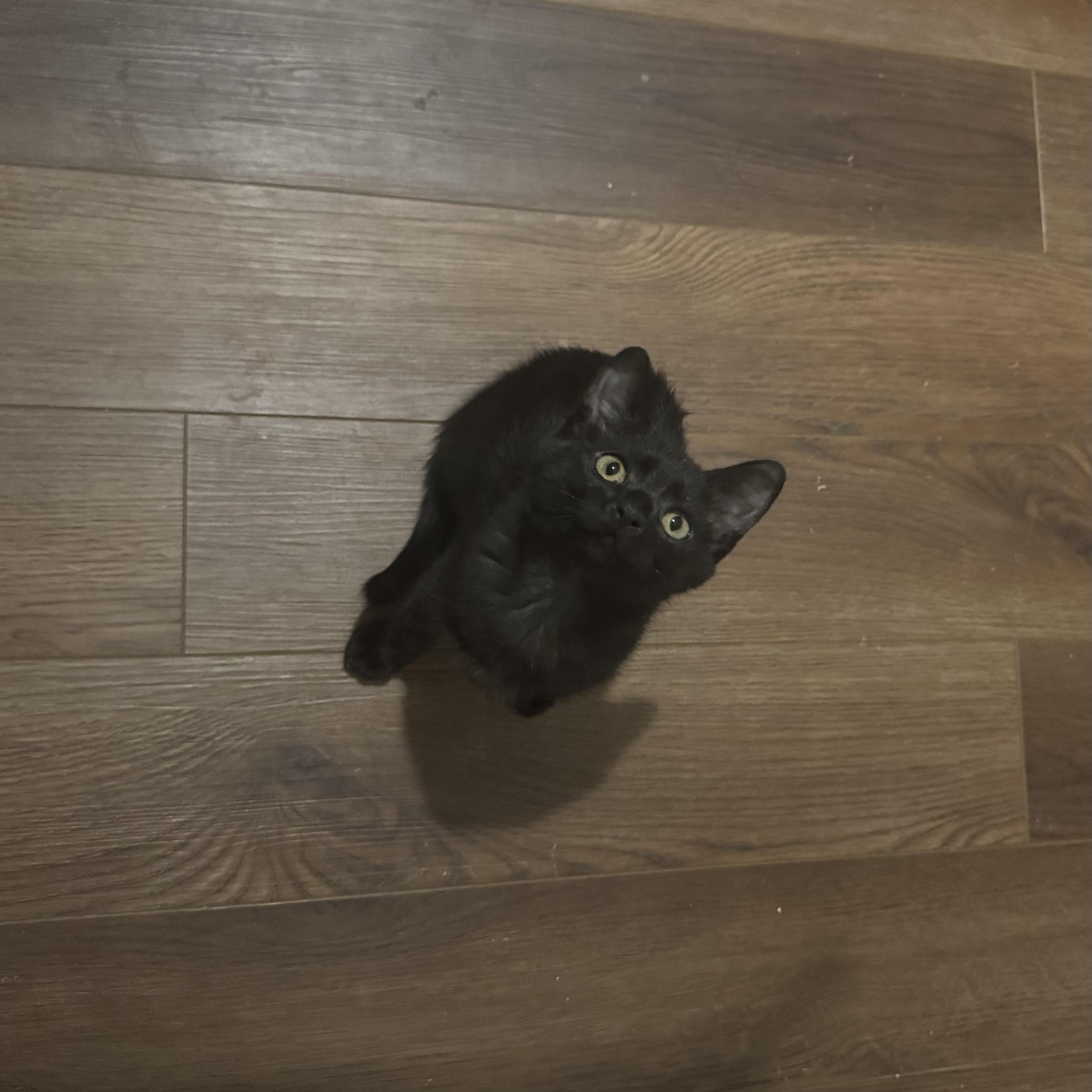 Enlarge Sabrina, a Adoptable Domestic Short Hair in Mississippi State, MS image 5/6