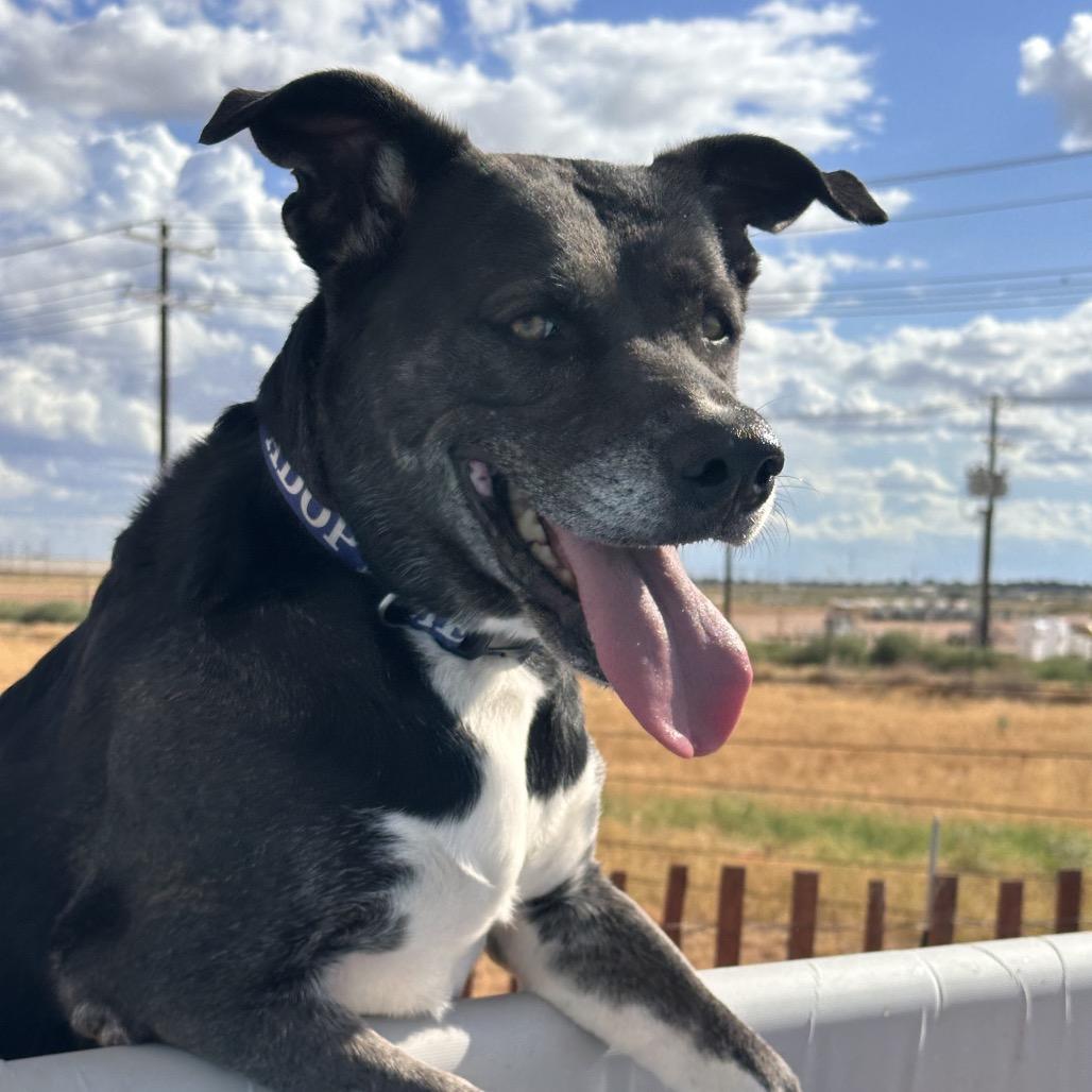 FWT Birdie (Brazil, Betty), Adoptable, Adult Female Black Labrador Retriever.