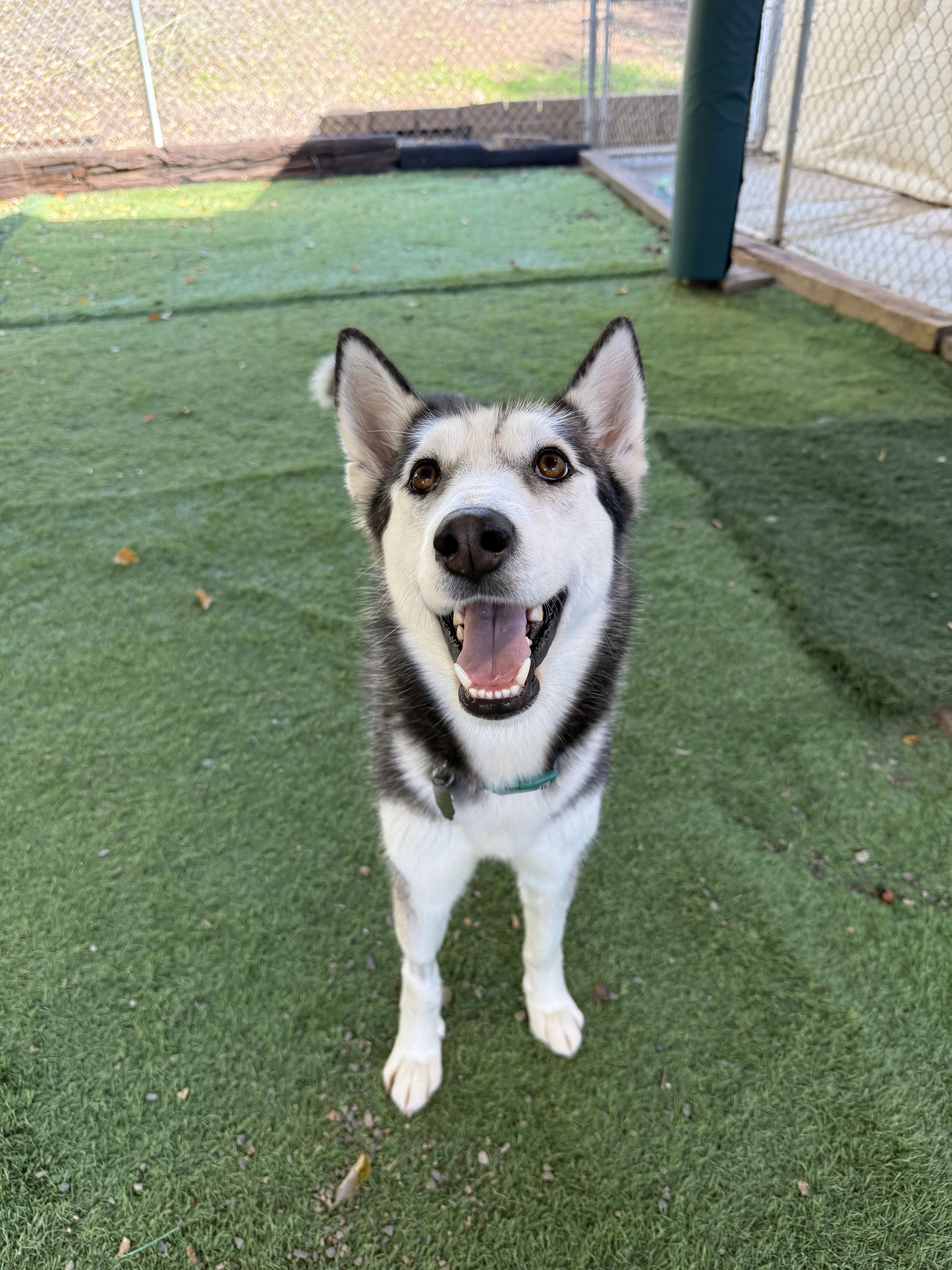 Enlarge Asha, a Adoptable Husky in San Diego, CA image 1/3