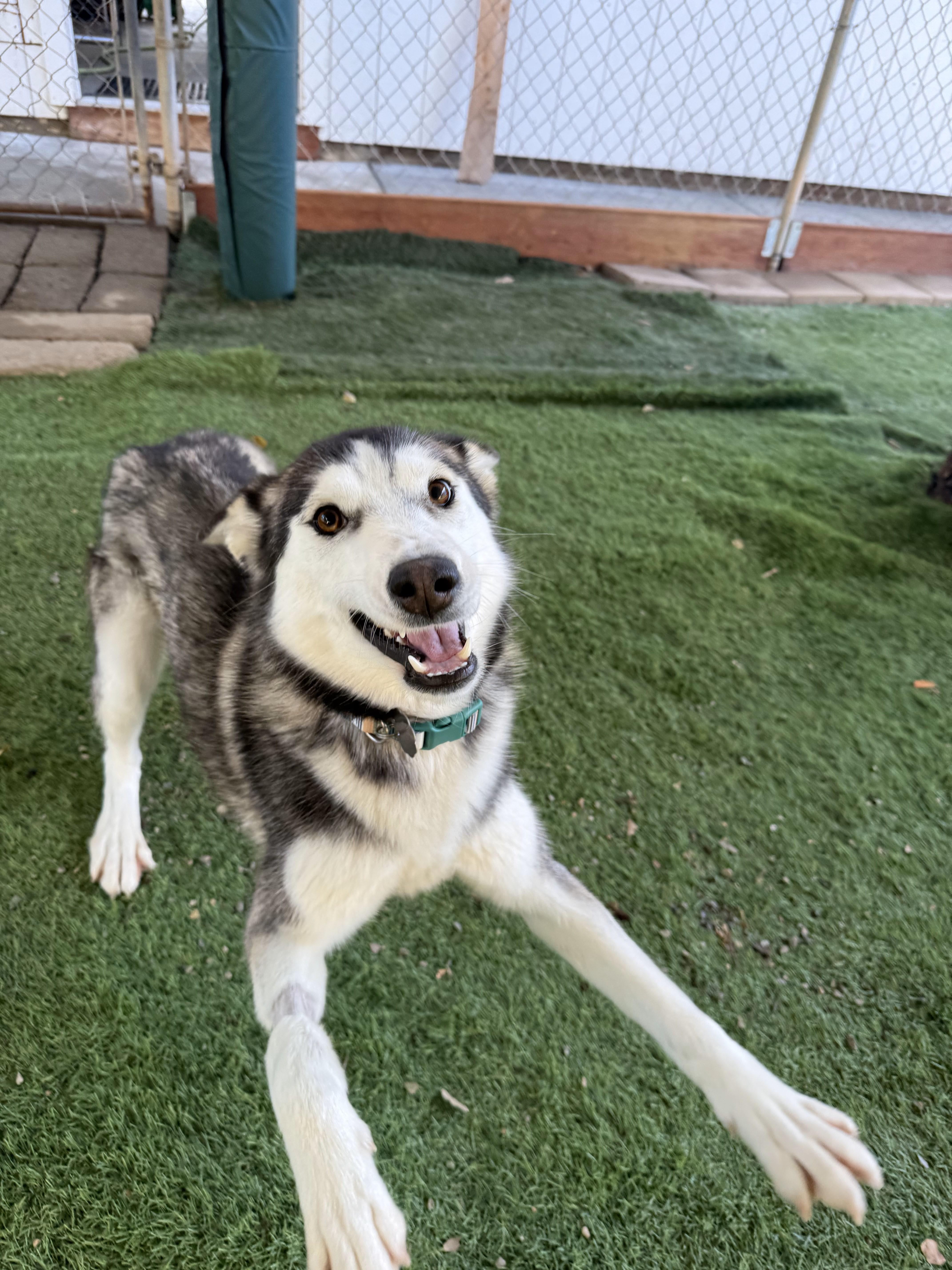 Enlarge Asha, a Adoptable Husky in San Diego, CA image 2/3