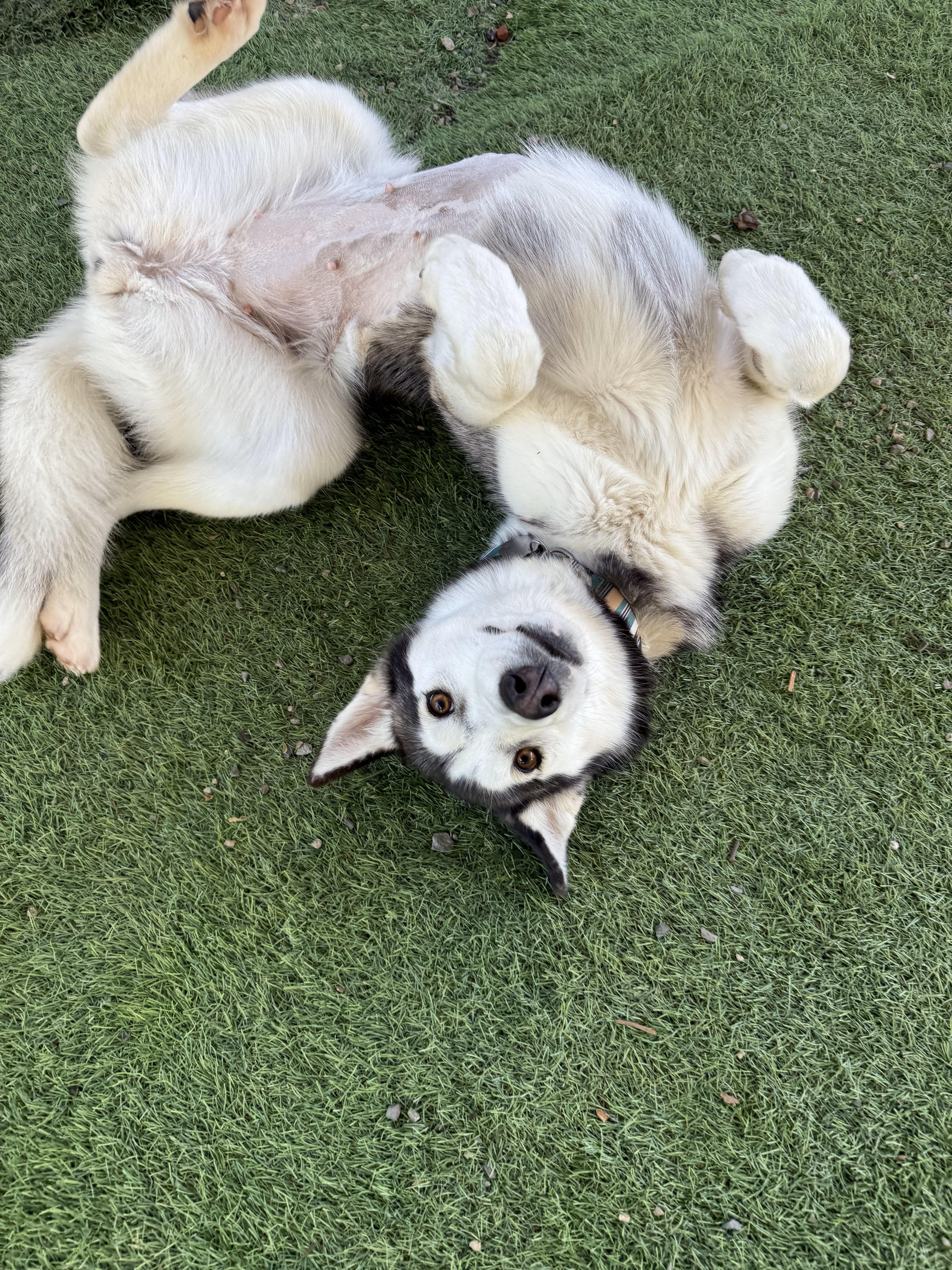 Enlarge Asha, a Adoptable Husky in San Diego, CA image 3/3