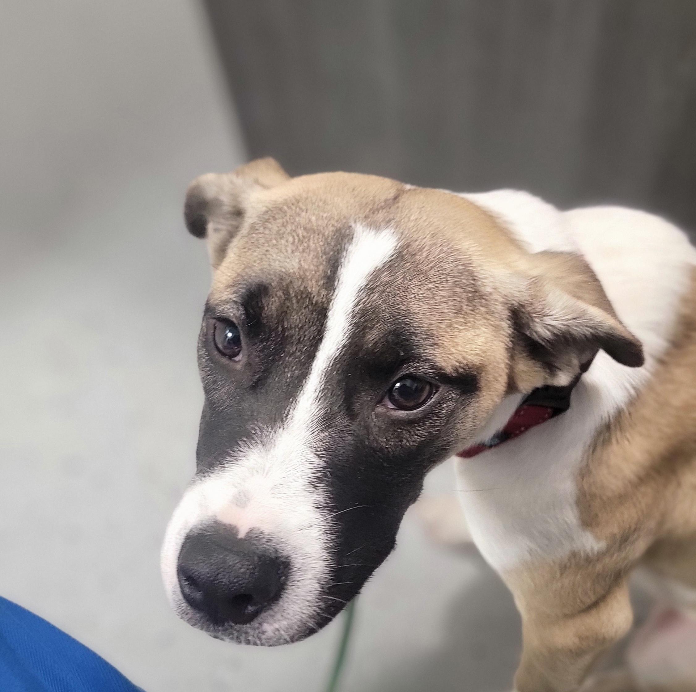 Enlarge Pumpkin, a Adoptable mixed breed in Salem, OH image 2/3