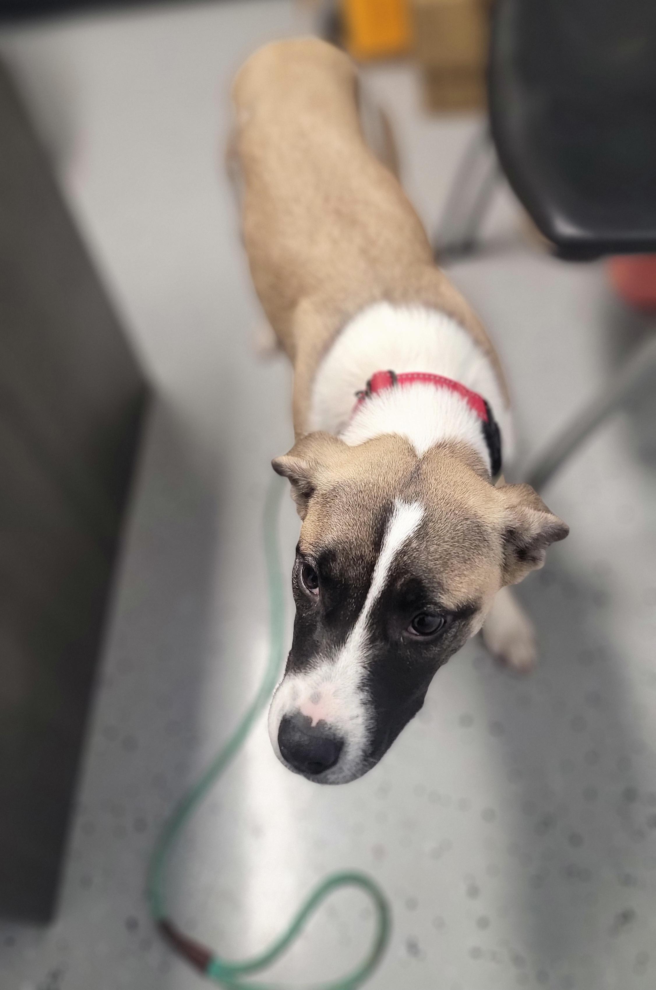 Enlarge Pumpkin, a Adoptable mixed breed in Salem, OH image 3/3