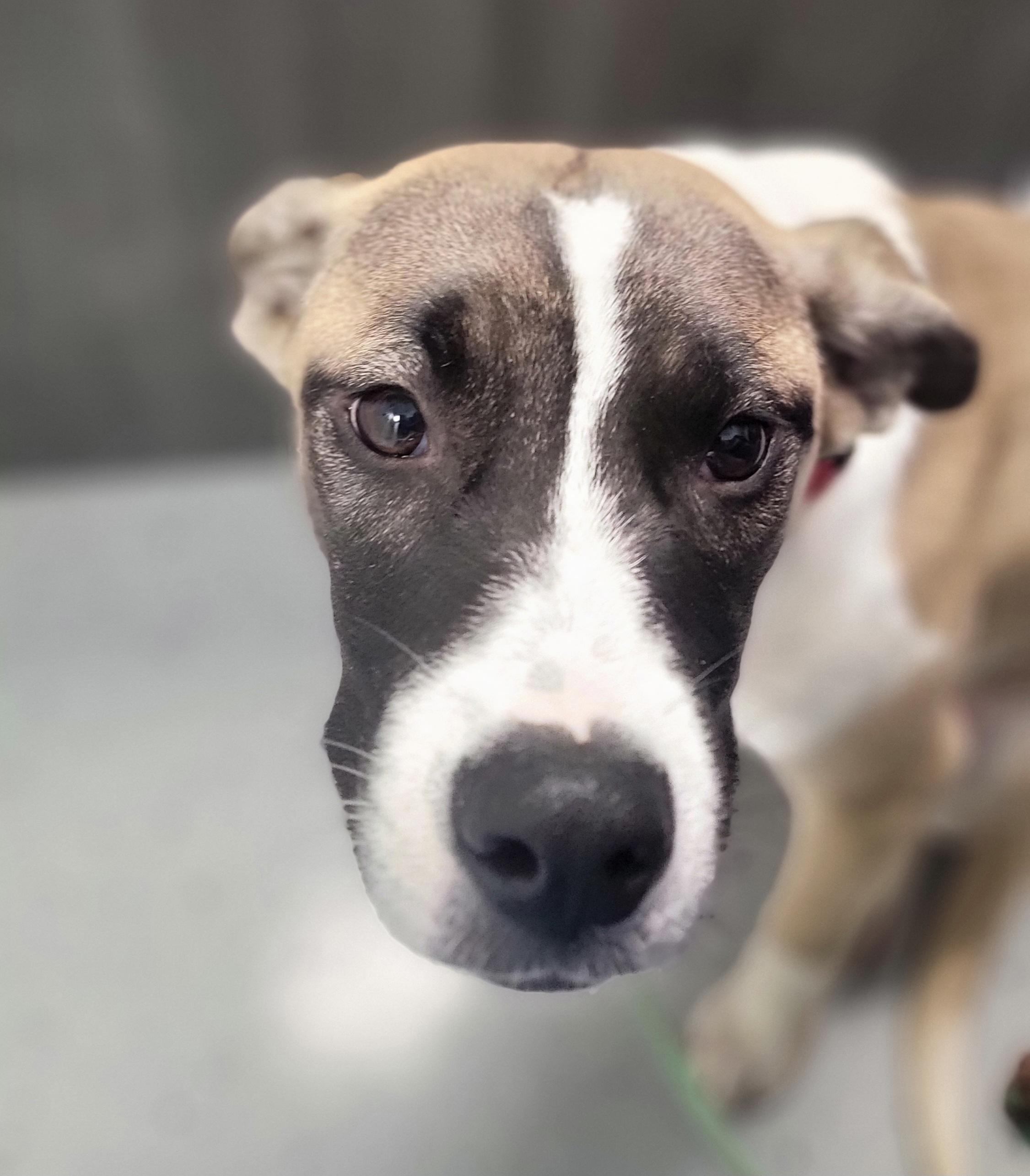Enlarge Pumpkin, a Adoptable mixed breed in Salem, OH image 1/3