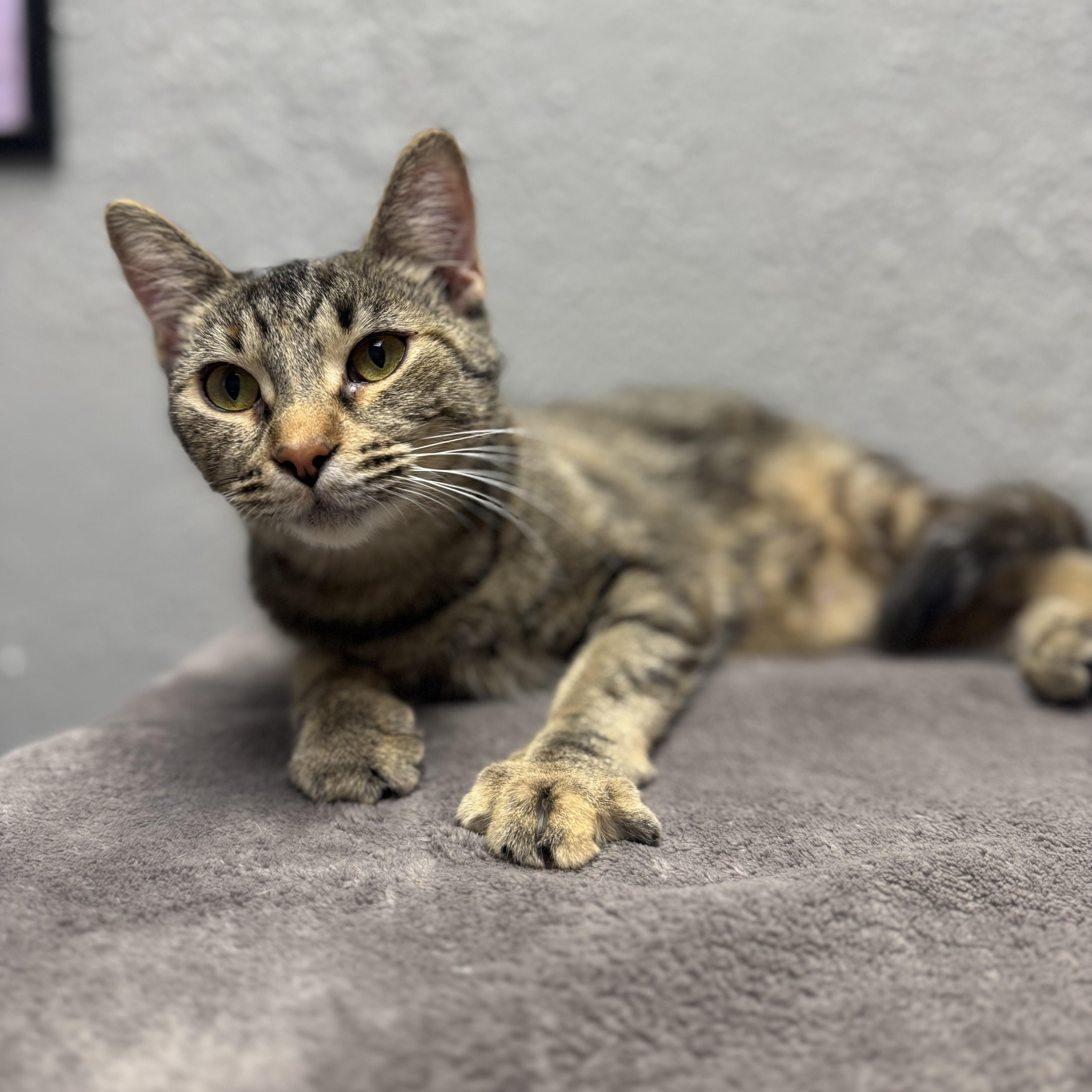 Monopoly, Adult Female Domestic Short Hair