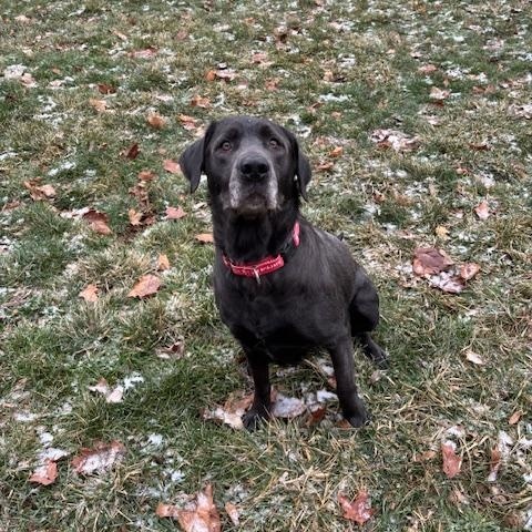 Midge, Adoptable, Adult Female Labrador Retriever.