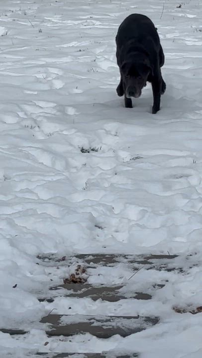 Enlarge Midge, a Adoptable mixed breed in Indianapolis, IN video 3/4