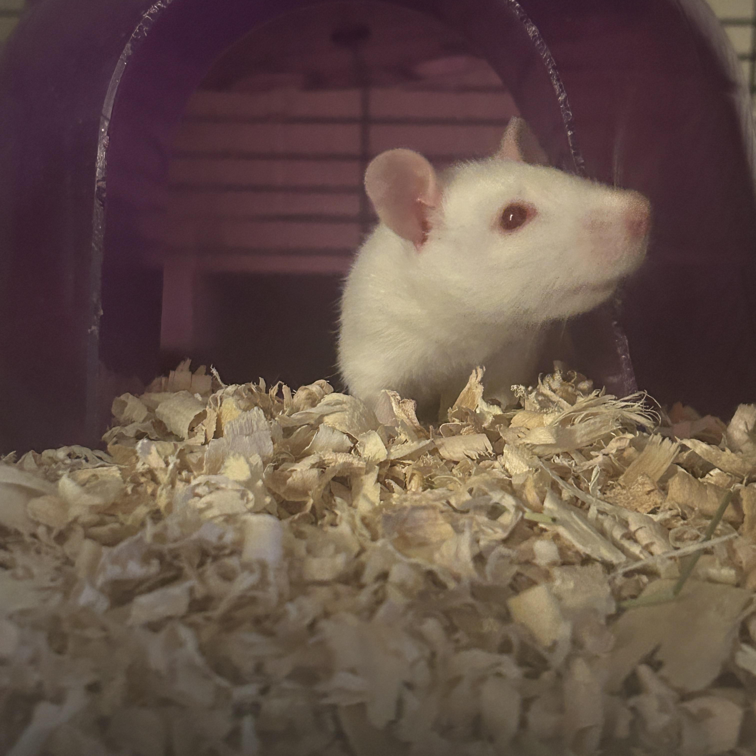 Enlarge Vivaldi, a Adoptable Rat in Minneapolis, MN image 1/1