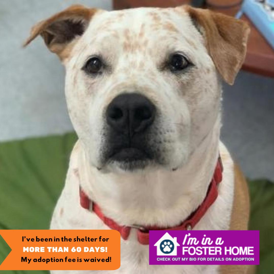 Moose, Adoptable, Adult Male Australian Cattle Dog / Blue Heeler.
