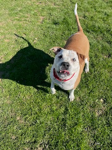 Enlarge Moose, a Adoptable Australian Cattle Dog / Blue Heeler in Reisterstown, MD image 4/5
