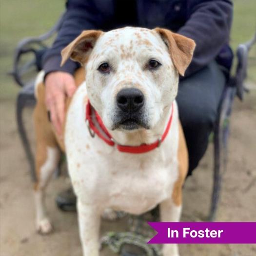 Moose, Adoptable, Adult Male Australian Cattle Dog / Blue Heeler.