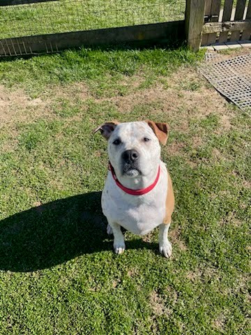 Enlarge Moose, a Adoptable Australian Cattle Dog / Blue Heeler in Reisterstown, MD image 5/5