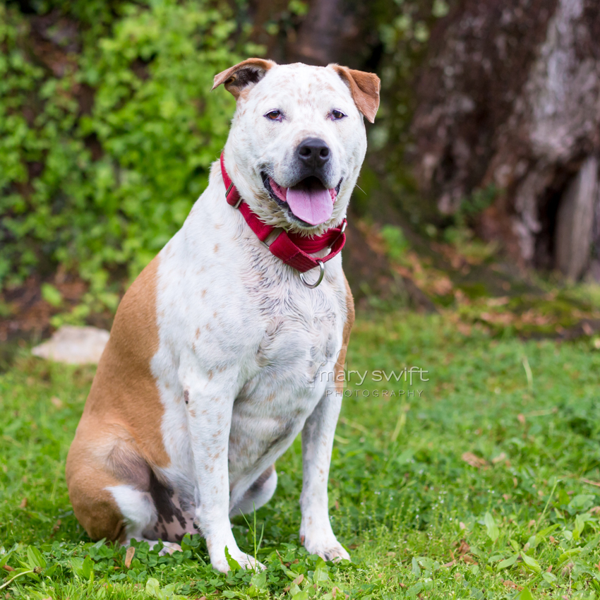 Enlarge Moose, a Adoptable Australian Cattle Dog / Blue Heeler in Reisterstown, MD image 3/5