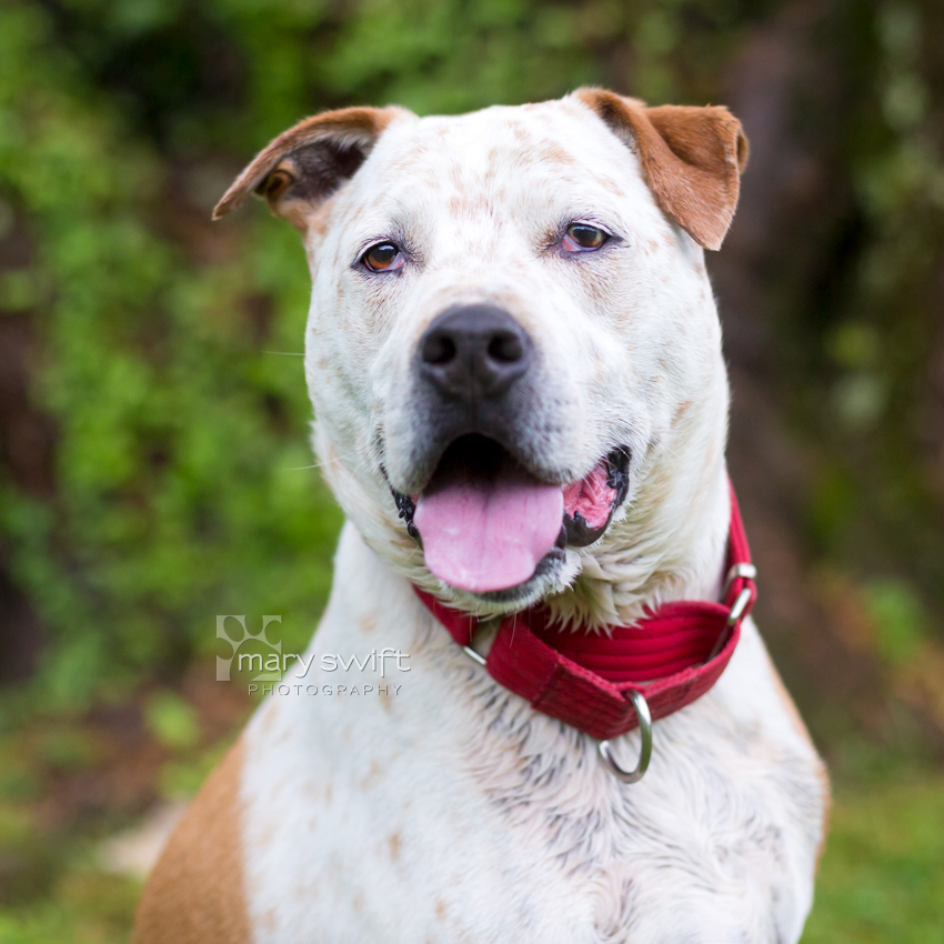 Enlarge Moose, a Adoptable Australian Cattle Dog / Blue Heeler in Reisterstown, MD image 2/5