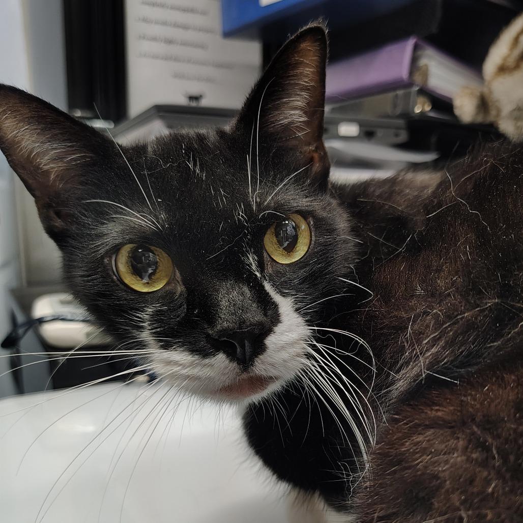 Lasto, a Adoptable Domestic Short Hair in Springtown, TX image 1/5