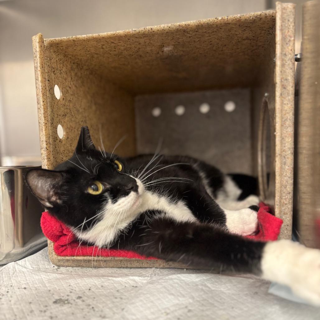 Lasto, a Adoptable Domestic Short Hair in Springtown, TX image 2/5