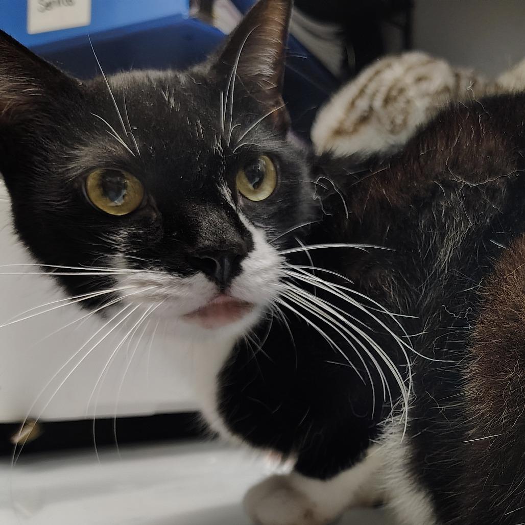 Lasto, a Adoptable Domestic Short Hair in Springtown, TX image 3/5