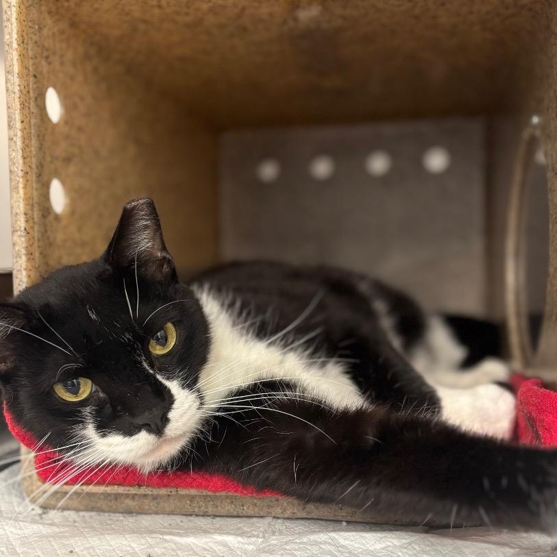 Lasto, a Adoptable Domestic Short Hair in Springtown, TX image 4/5