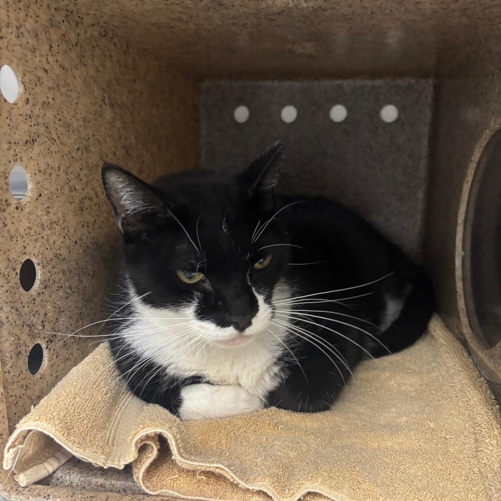 Lasto, a Adoptable Domestic Short Hair in Springtown, TX image 5/5