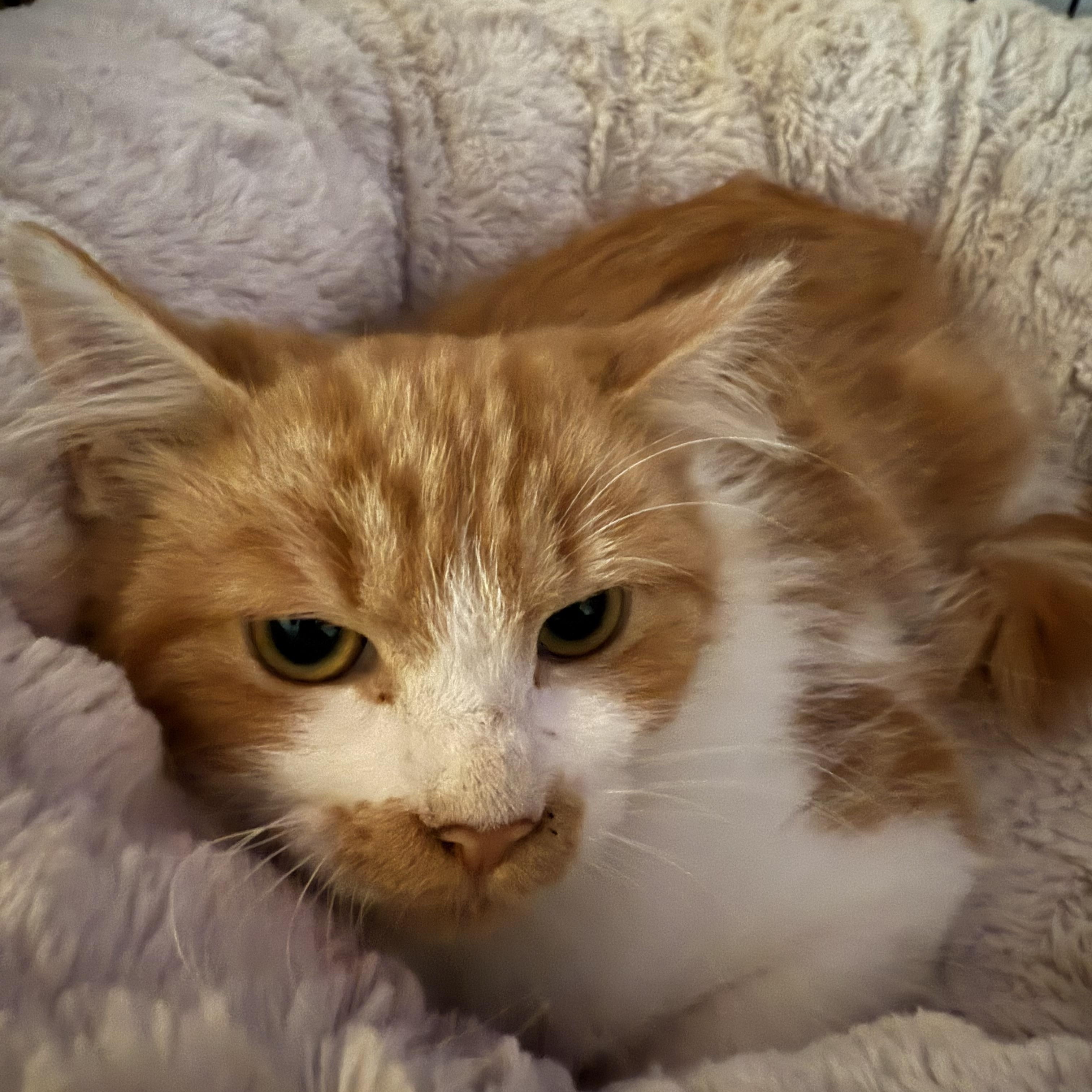 Chalupa, a Adopted Tabby in Hampton, VA image 5/5