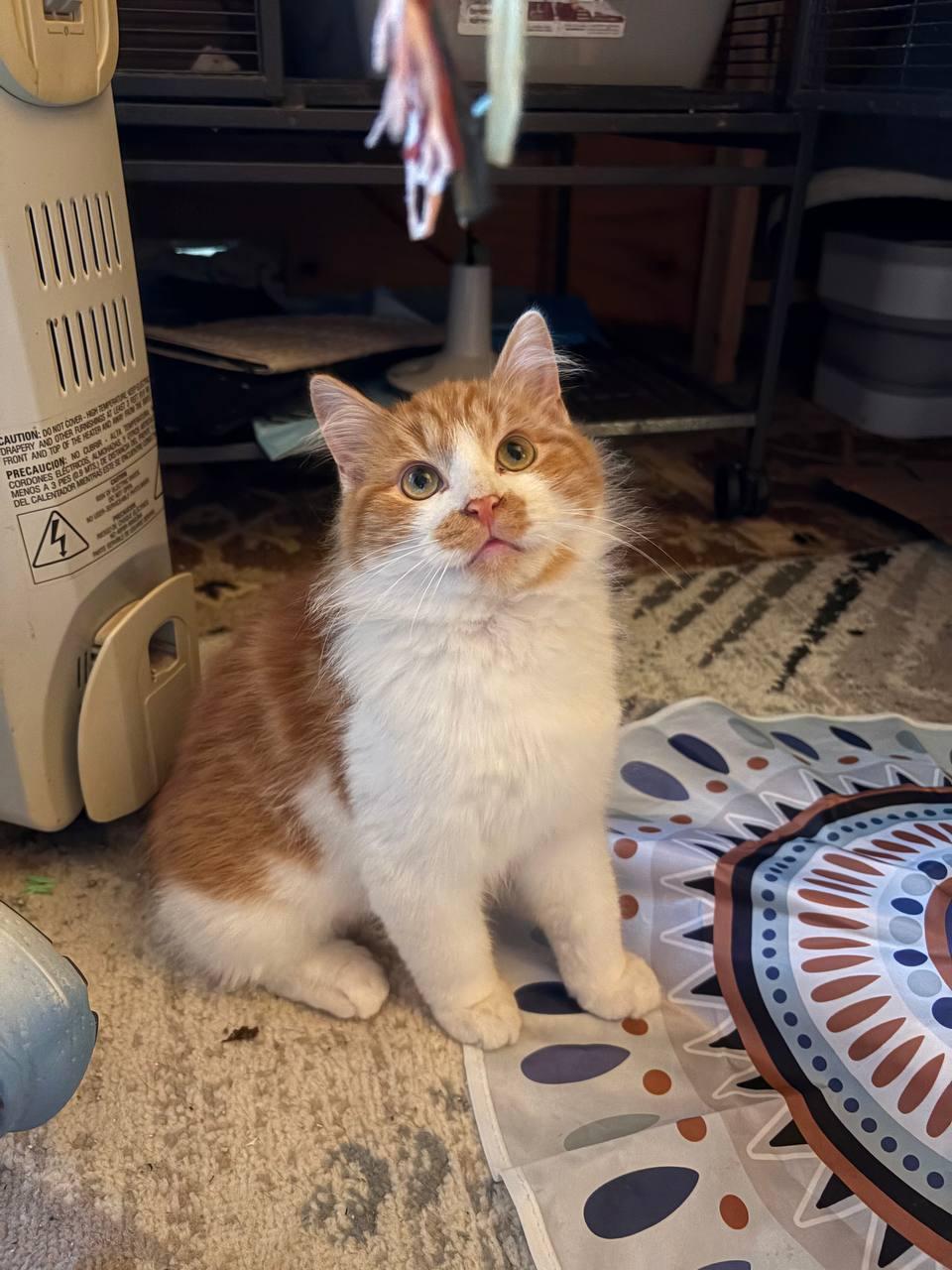 Chalupa, a Adopted Tabby in Hampton, VA image 1/5