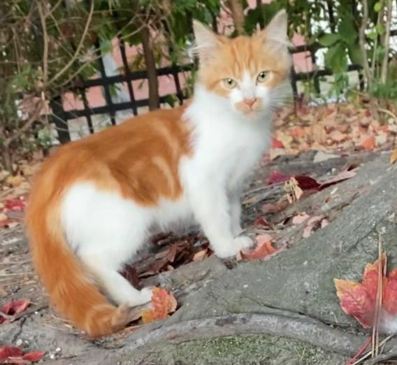 Chalupa, a Adopted Tabby in Hampton, VA image 4/5