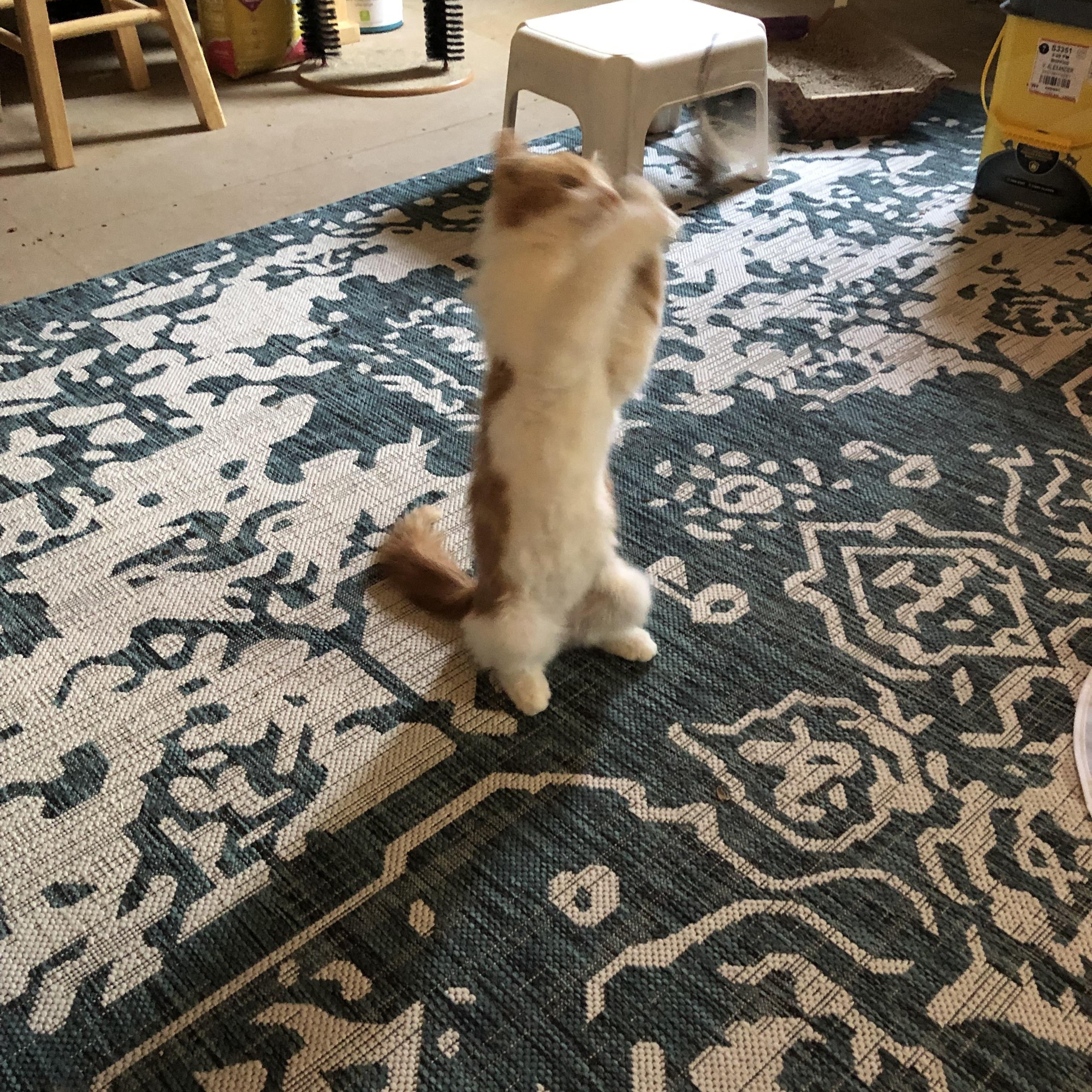 Chalupa, a Adopted Tabby in Hampton, VA image 2/5