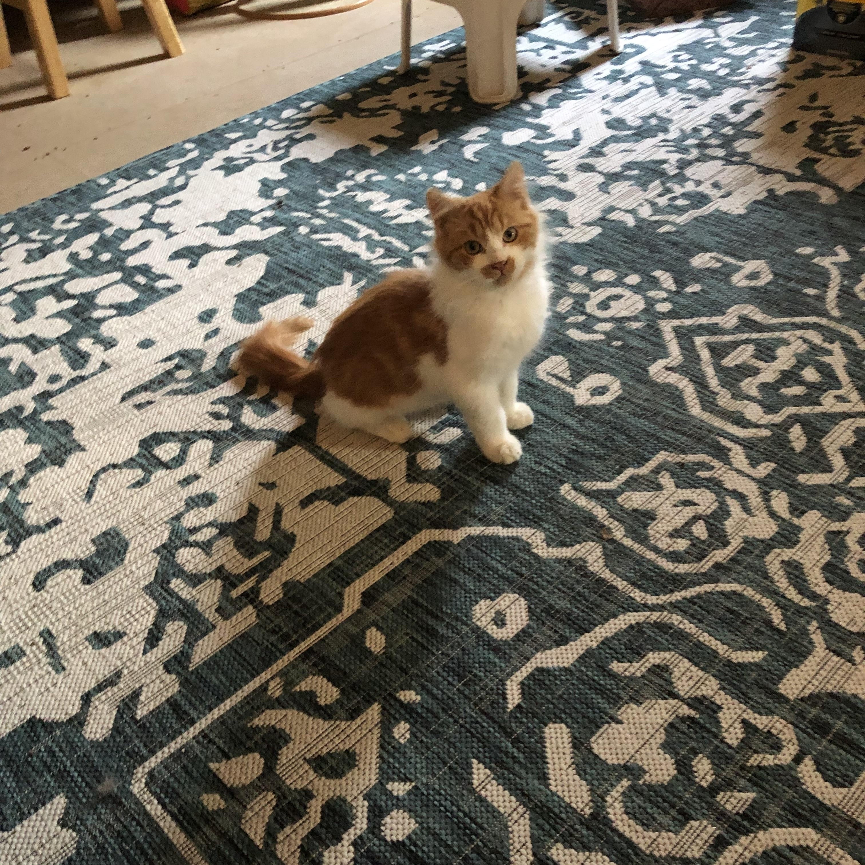 Chalupa, a Adopted Tabby in Hampton, VA image 3/5