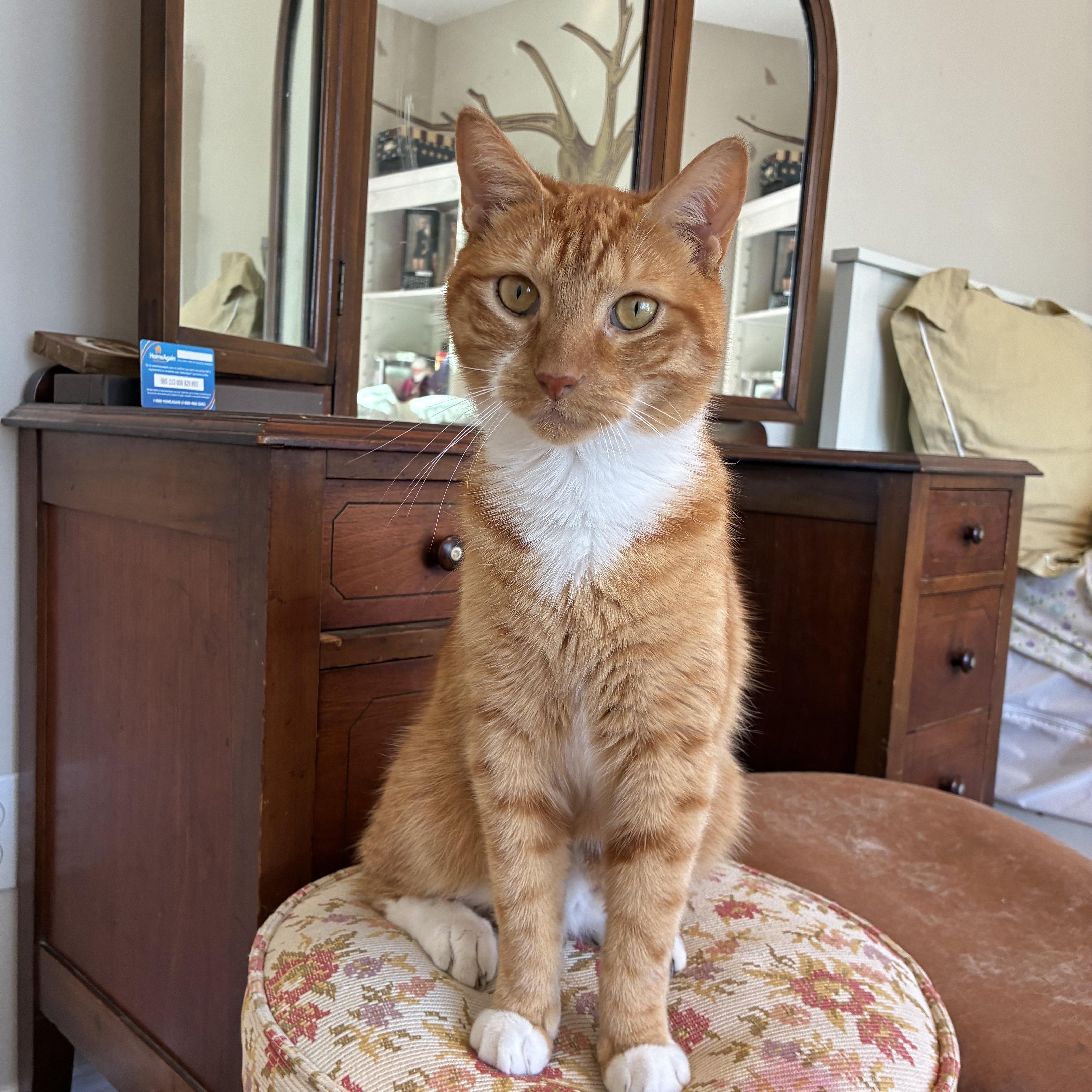 Chuck, Adoptable, Adult Male Domestic Short Hair.