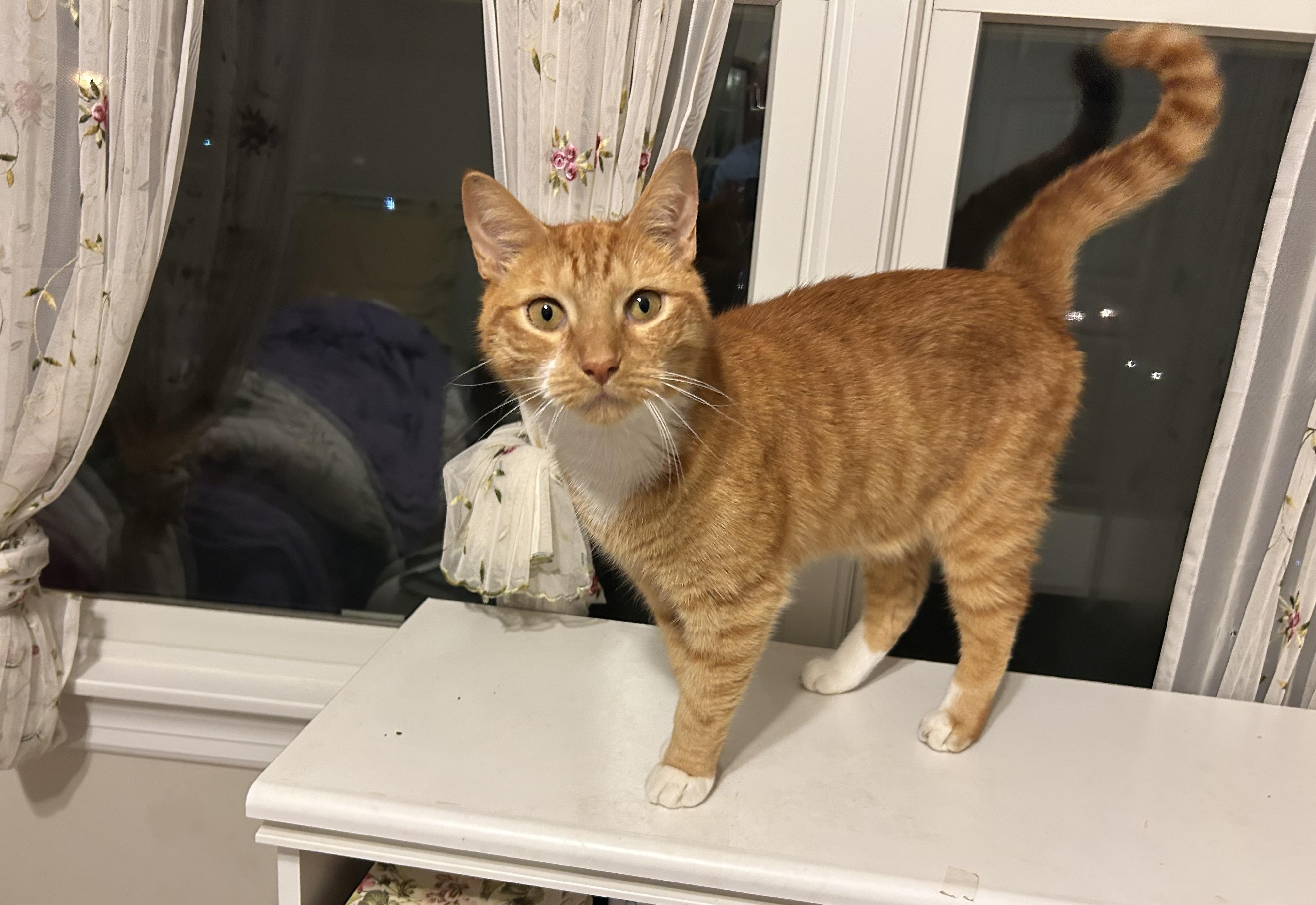 Enlarge Chuck, a Adoptable Domestic Short Hair in Clark, NJ image 2/3