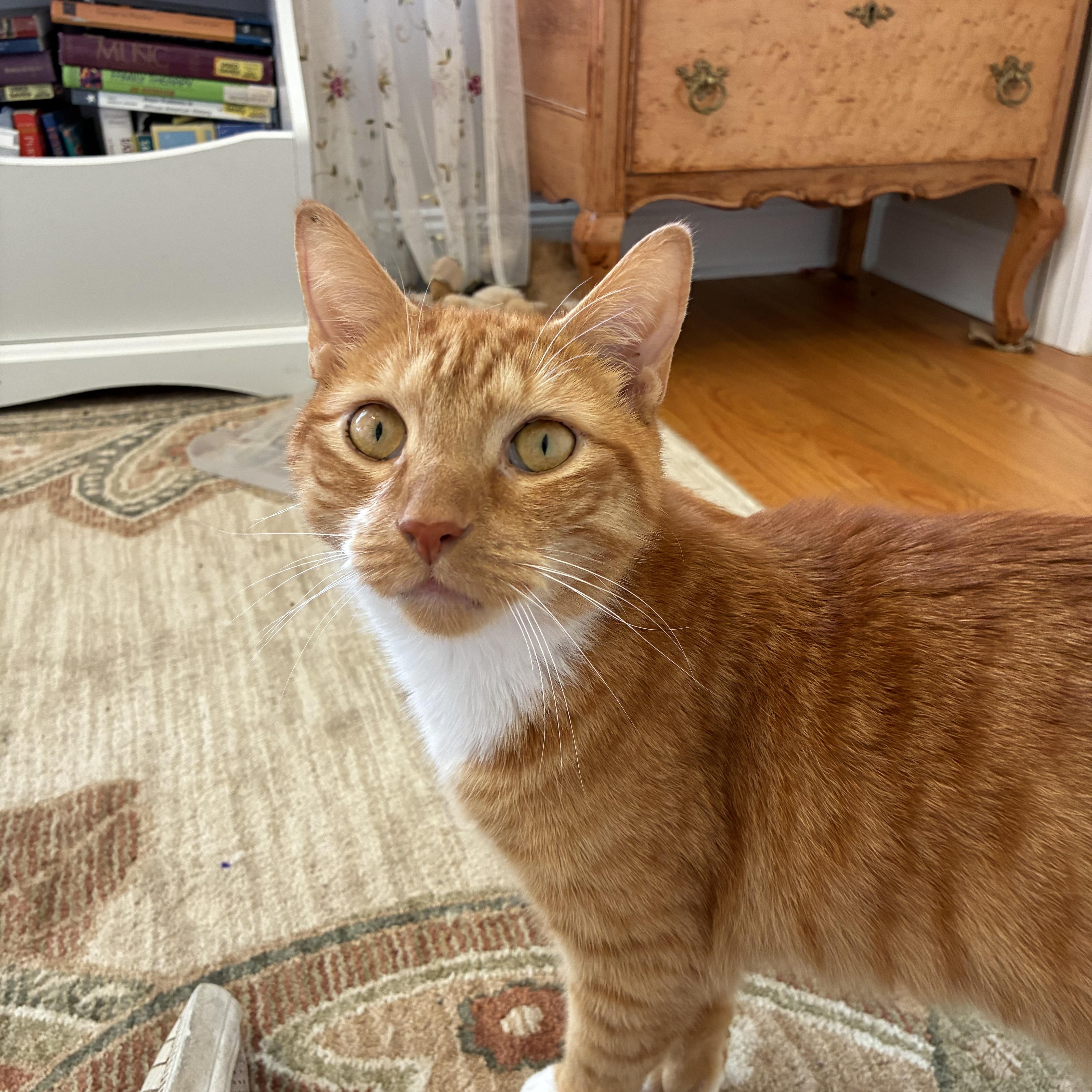 Enlarge Chuck, a Adoptable Domestic Short Hair in Clark, NJ image 3/3