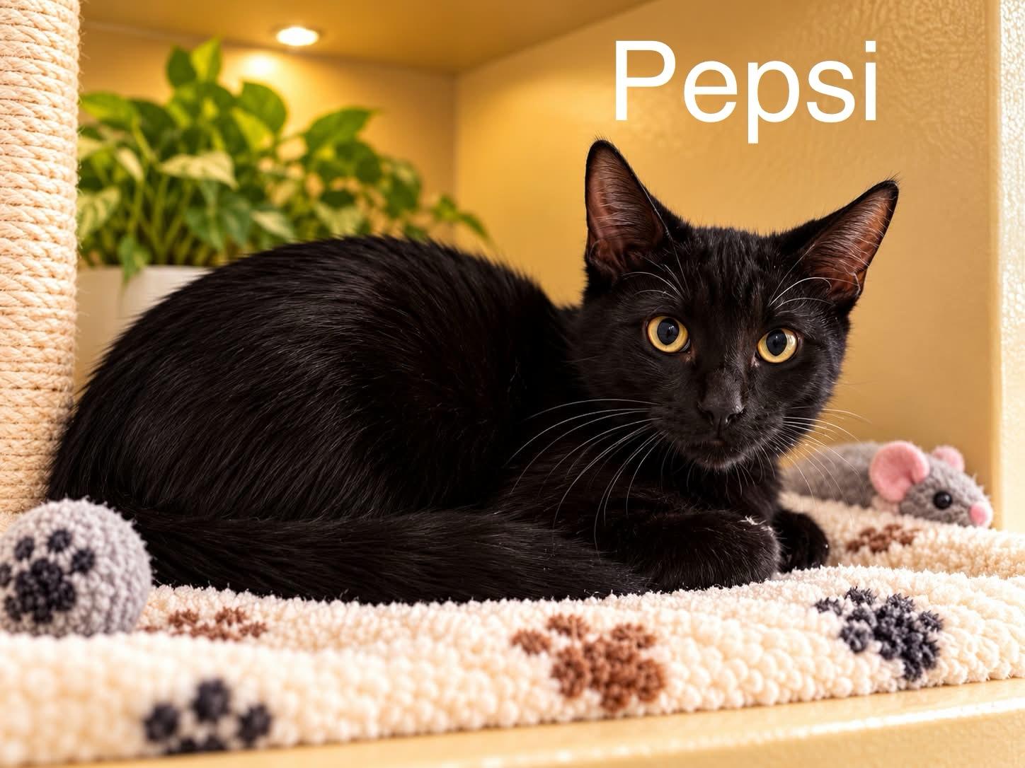 Pepsi, Adoptable, Young Male Domestic Short Hair.