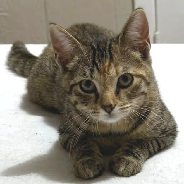 Cookie, Adoptable, Kitten Female Domestic Short Hair.