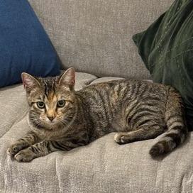 Enlarge Cookie, a Adoptable Domestic Short Hair in Falls Church, VA image 3/3