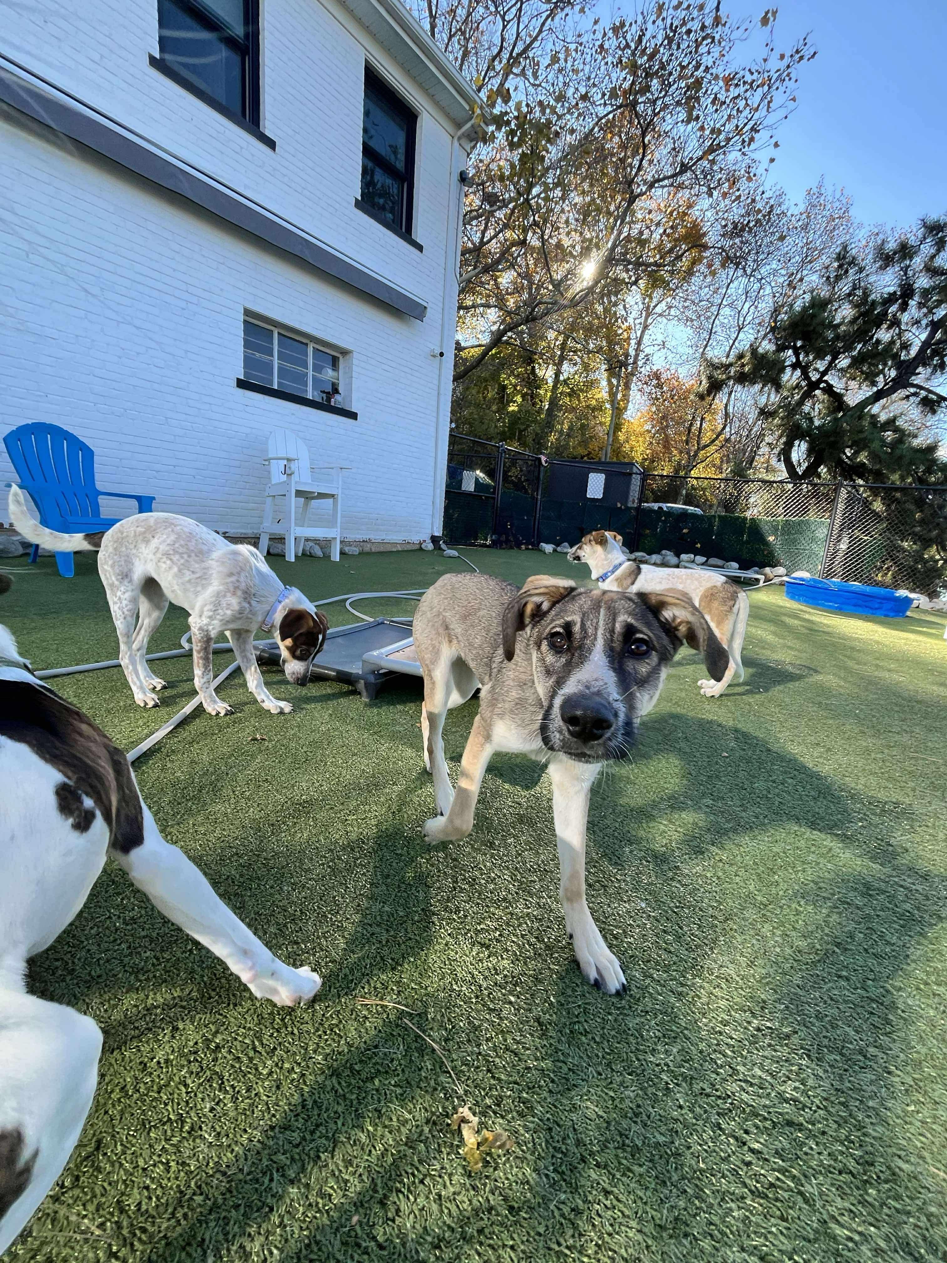 Enlarge Josephine, a Adoptable mixed breed in Stamford, CT image 2/6