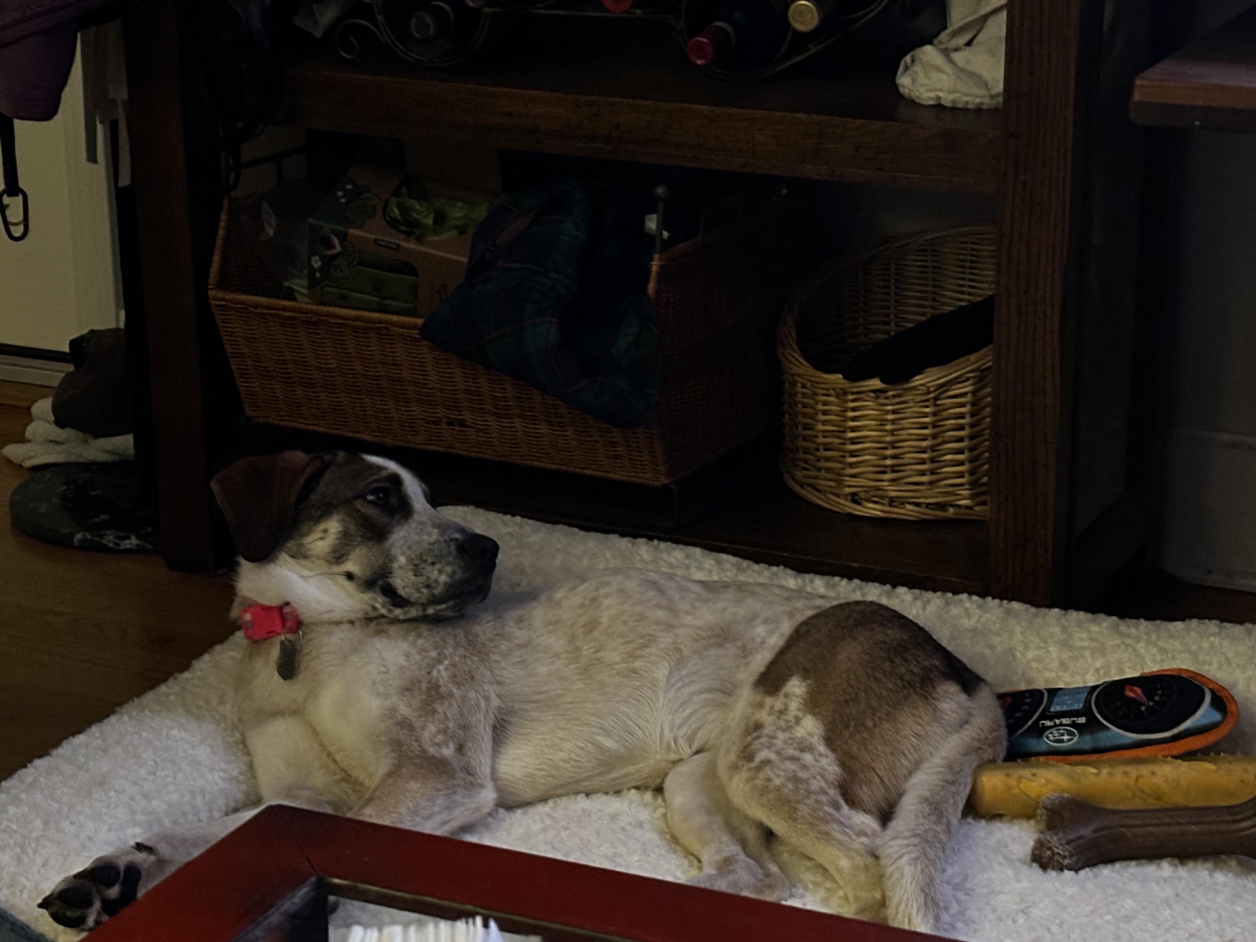 Enlarge Josephine, a Adoptable mixed breed in Stamford, CT image 3/6