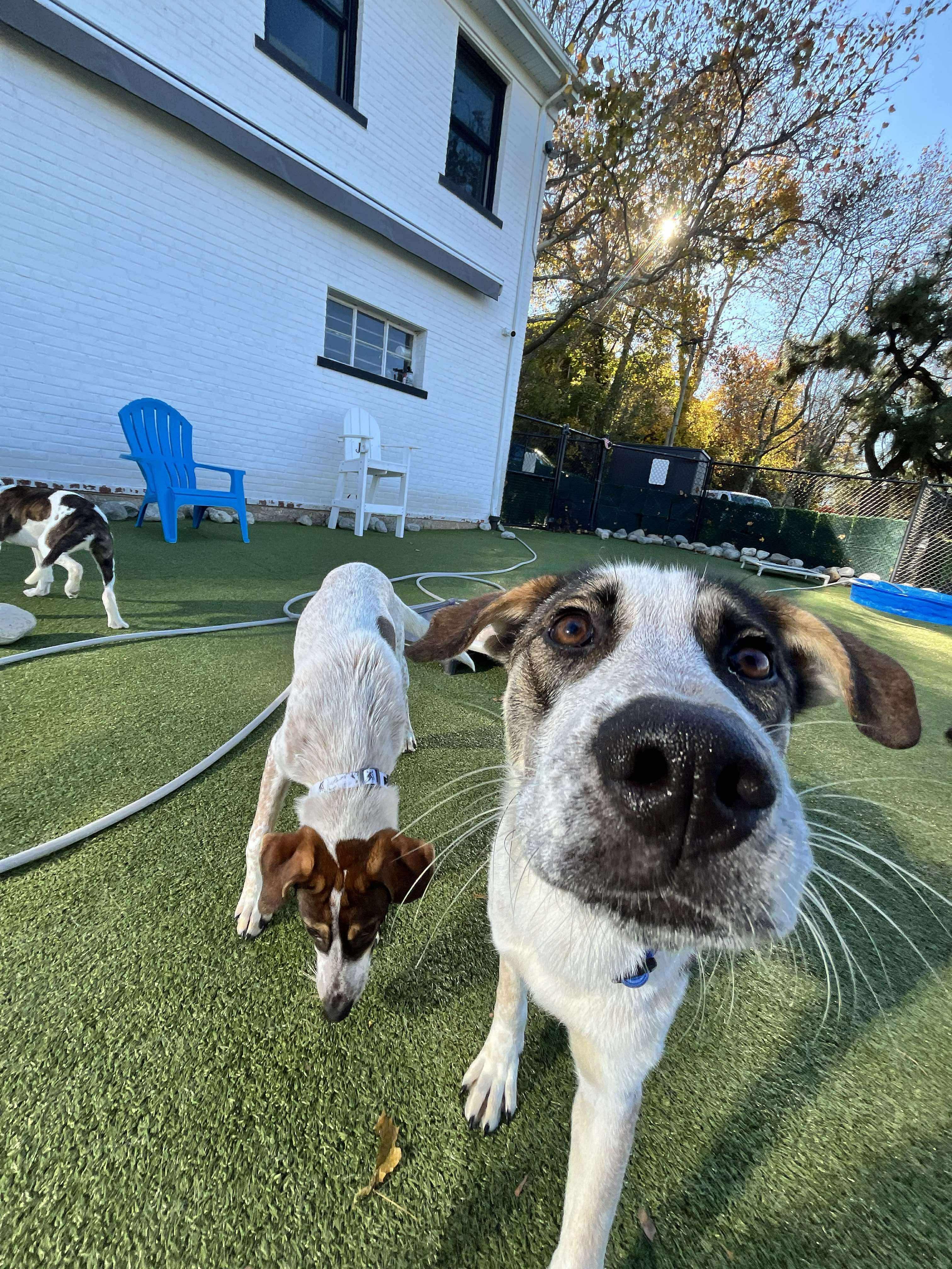 Enlarge Josephine, a Adoptable mixed breed in Stamford, CT image 4/6