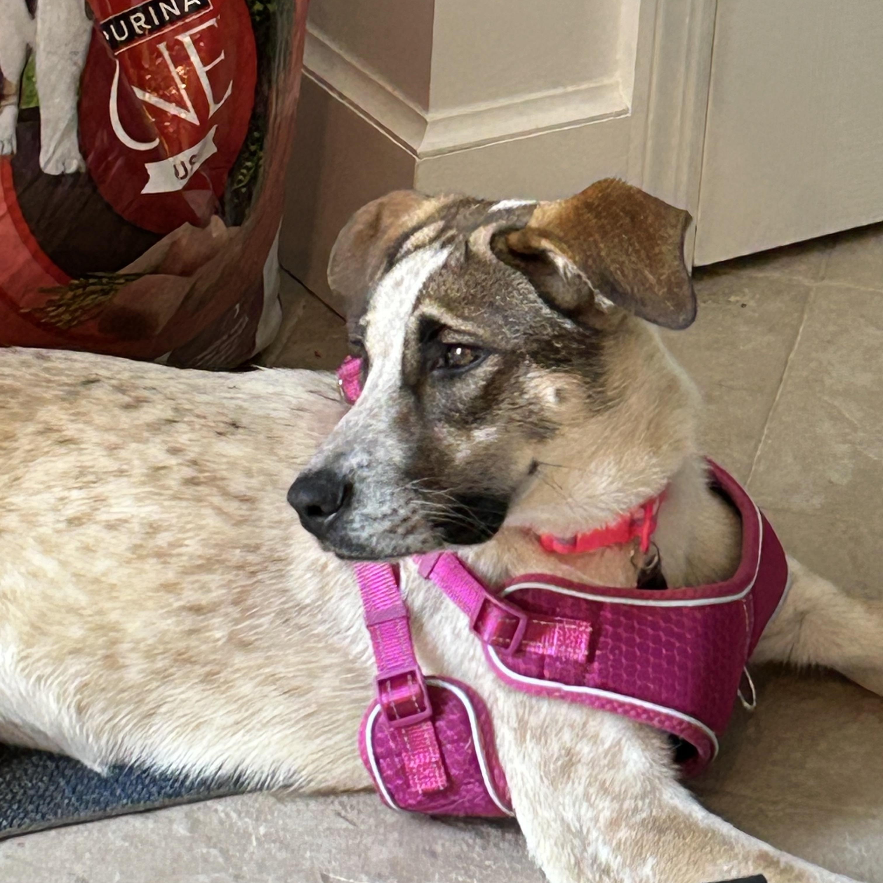 Enlarge Josephine, a Adoptable mixed breed in Stamford, CT image 1/6