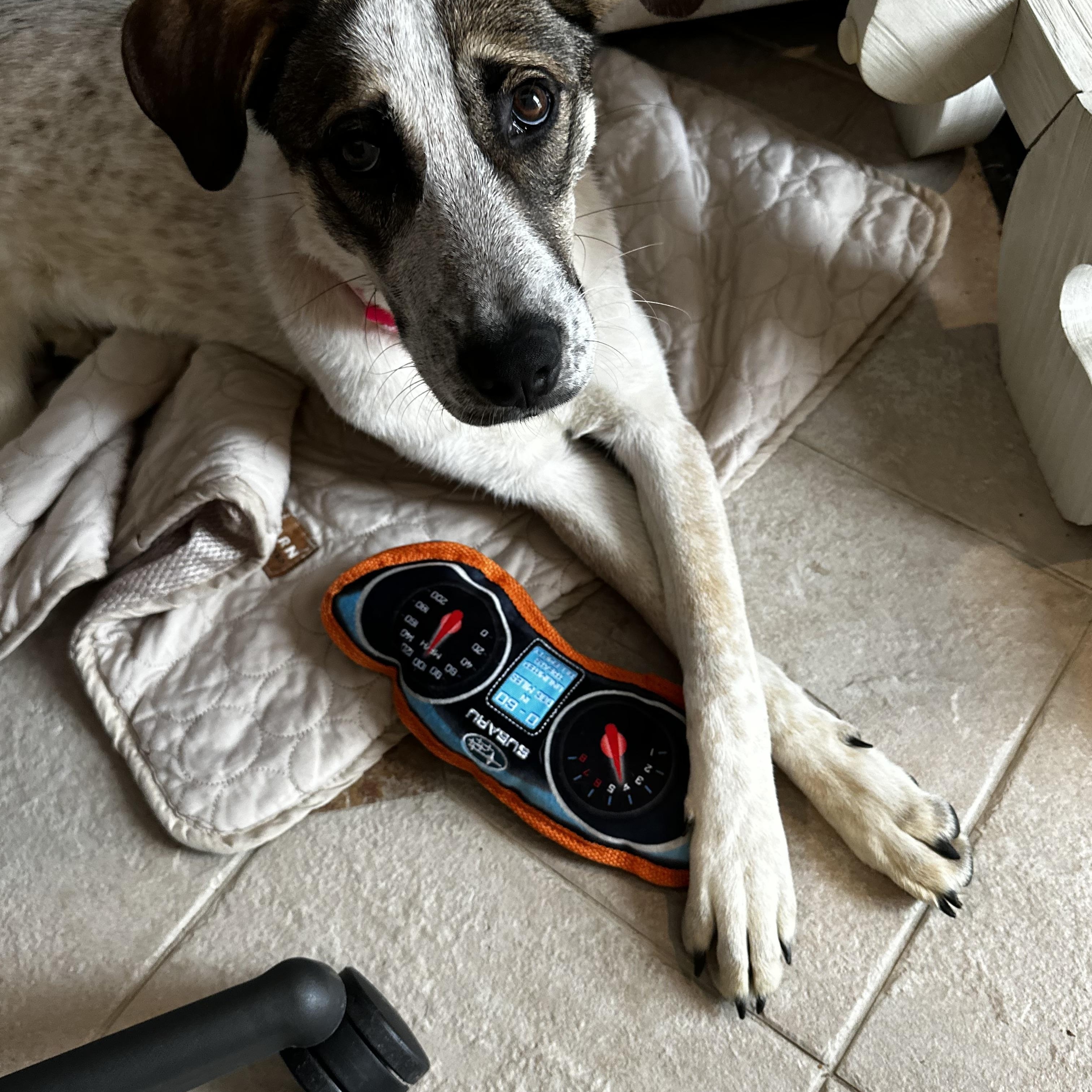 Enlarge Josephine, a Adoptable mixed breed in Stamford, CT image 6/6