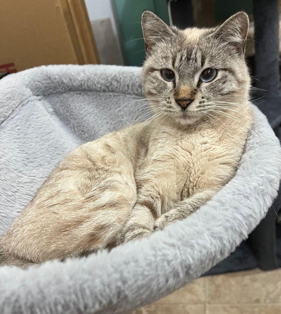 Enlarge Meredith, a Adoptable Domestic Short Hair in McPherson, KS image 1/3