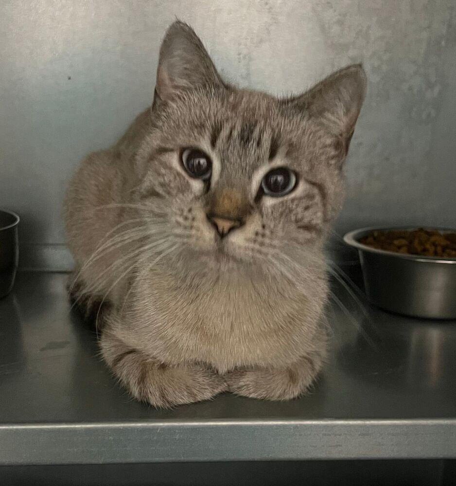 Enlarge Meredith, a Adoptable Domestic Short Hair in McPherson, KS image 2/3