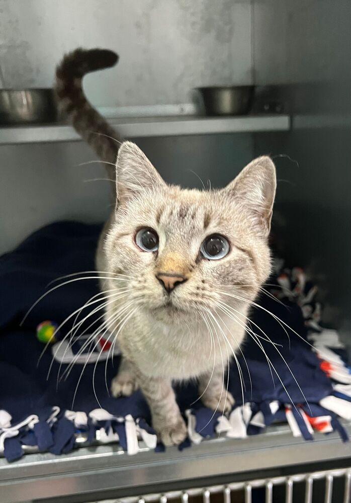 Enlarge Meredith, a Adoptable Domestic Short Hair in McPherson, KS image 3/3