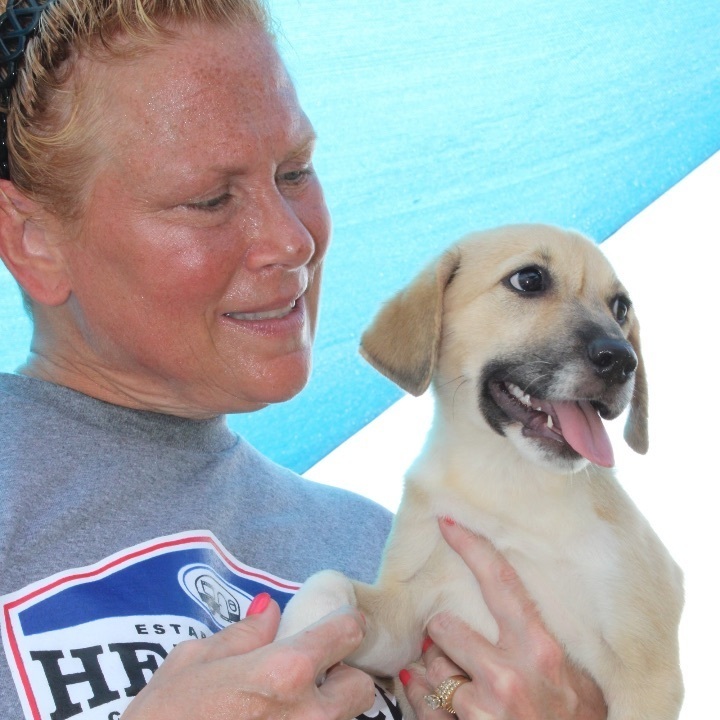 Enlarge Amapola, a Adopted mixed breed in Tobyhanna , PA image 1/6