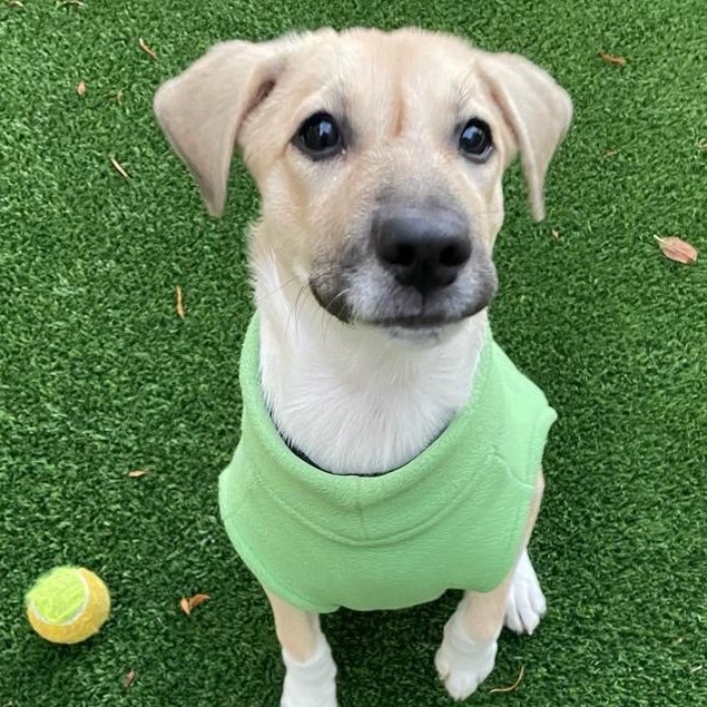 Enlarge Amapola, a Adopted mixed breed in Tobyhanna , PA image 5/6